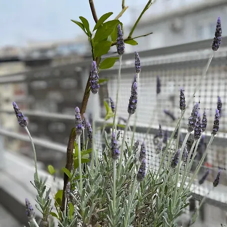 Apartment Domus With Wonderful Balcony